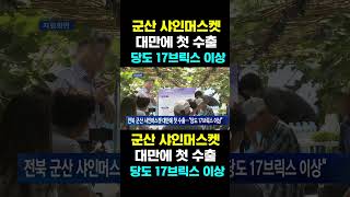 [한국농수산TV] 군산 샤인머스켓, 대만에 첫 수출... 당도 17브릭스 이상