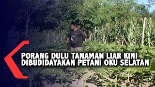 Porang Dulu Tanaman Liar Kini Dibudidayakan Petani Oku Selatan