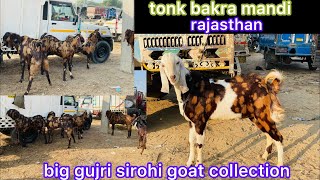 tonk bakra mandi rajasthan big gujri goat sirohi goat collection #tonkbakra #tonkbakramandi #animal