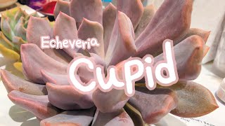 Cougar Garden Soil : Girls next door Ep.12 Echeveria Cupid