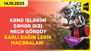 Kənd işlərini şəhər qızı necə gördü? | Barlı bağın Lerik macəraları | 14.10.2023