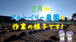 ブルーベリー　～３月の農園と作業の様子です～ blueberry