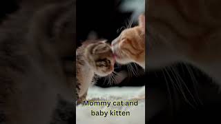 Mommy cat and baby kitten – So cute! ❤️🐾