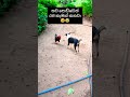 තව පොඩ්ඩෙන් බඩුම තමයි🤣🤣 හොදයි නම් sub කරන් යං😊 pets dog pet animals dogs shorts