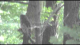 owls.wmv