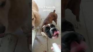 hay 2 tipos de perros😂😂