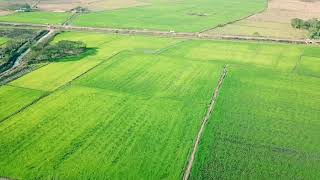 Farms of Myanmar