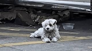 A homeless sick puppy wags his tail trying to please passersby, but no one is willing to take him in