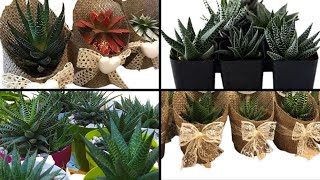 Haworthia Succulent Gifts 2022 // Haworthia Zebra Collection // Great Succulent Gift Ideas