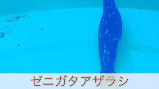 息子制作　生き物動画「ゼニガタアザラシ」