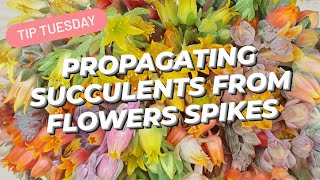 Propagating Succulents from Flower Spikes