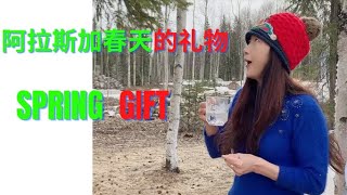 阿拉斯加慢生活：阿拉斯加的春天礼物：桦树糖浆 Alaska slow living :Alaska Spring Gift :Make Birch Syrup 。