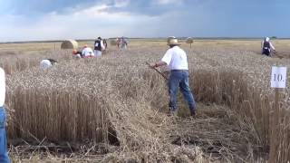 Traditional Harvest in Eastern Hungary (2016)