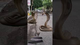 इस सुनसान सड़क पर है सांपों का डेरा,place of cobra snake, dangerous snake,#viral #snake #video