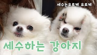 셀프 세수하는 포메라니안 레오 pomeranian leo