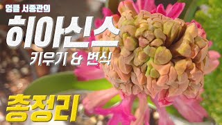 히아신스 키우기 🍊 히아신스 번식 🌹 hyacinth care Hyacinthus spp