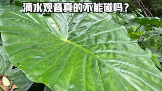 南方中毒频率比较高的植物，滴水观音真的不能碰吗？