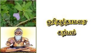 ஒரிதழ் தாமரை பயன்கள்-Orithal Thamarai Benefits In Tamil - Siththarkal Ulagam