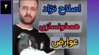 اصلاح نژاد کبوتر|همخونسازی|عوارض❌