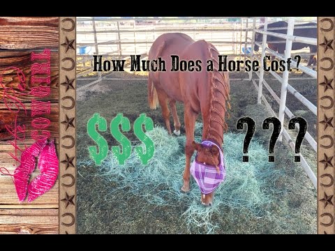 How Much Does it Cost to OWN A HORSE? How Much Does it Cost to OWN A HORSE?