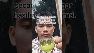 manfaat teh kelor untuk kesehatan #info #tips #manfaat #kesehatan #khasiat #kebun #minuman