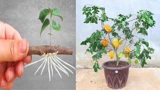 how to grow star fruit from cutting in a