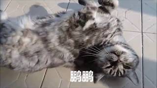 薅社会主义猫毛+猫毛纺线collect cat fur and Make Yarn From Cat Fur