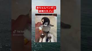 赤ちゃんペンギンがかわいすぎる... #動物 #かわいい #ペンギン #可愛い #癒し #Twitter #tiktok #shorts