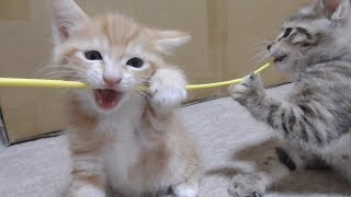 【子猫の成長記録】猫じゃらしで遊ぶ子猫(生後45日目)