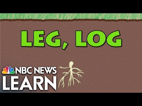 What does the root word leg mean?