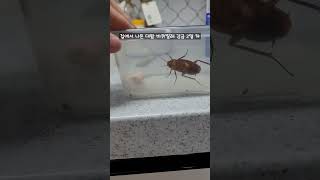 대왕 바퀴벌레 감금 2일 차