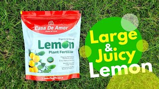 Natural Lemon Plant Fertilizer Large \u0026 Juicy Lemons नींबू के पौधाें के लिए रामबाण खाद