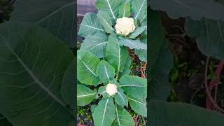 #harvesting cauliflower #music #trend #song#Ever Greenary