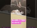 ロフトから家を監視する猫