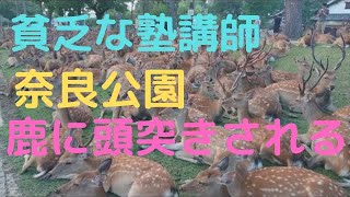 東大卒の貧乏な塾講師が奈良京都を２泊３日で巡る貧乏旅行その２。奈良公園で鹿に頭突きされる。