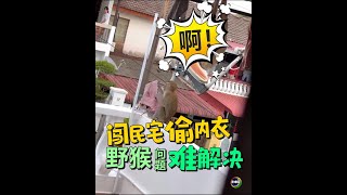 👙连内衣也偷  野猴闯民宅  问题难解决！