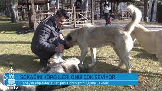 SOKAĞIN KÖPEKLERİ ONU ÇOK SEVİYOR/Tanay’ın Köpeklerle İletişimi Görenlerin İlgisini Çekiyor