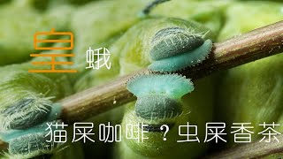 皇蛾-虫屎香茶你敢试？世界上最大的蛾类