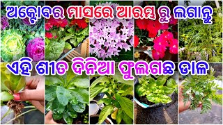 ଅକ୍ଟୋବର ଆରମ୍ଭ ରୁ ଲଗାଇ ନିଅନ୍ତୁ/ଶୀତ ଦିନିଆ ଡାଳ/ନଭେମ୍ବର ମାସରେ ପାଇବେ ଫୁଲ/Grow winter plants from cuttings