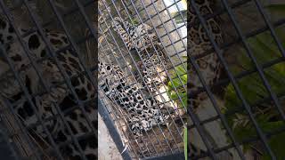 山原🐓(59)ジャガー・ニライちゃん・カナイちゃん・沖縄こどもの国・・・Jaguar ・Okinawa Zoo \u0026 Museum(20240810)