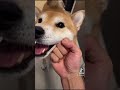 dog owner abuses his shiba inu