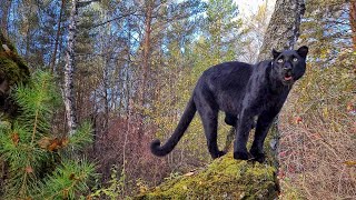 Panther Luna is a fan of climbing higher 😈