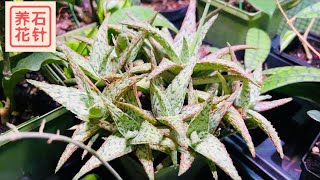 室内植物：小巧的芦荟aloe