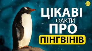 ПІНГВІНИ: Чемпіони у ПЛАВАННІ серед ПТАХІВ | Цікаві ФАКТИ про ПІНГВІНІВ