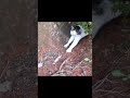 野良猫ショート 寝床からモフられに出てきてくれるキジ白猫が可愛すぎる！ straycat the cat that comes out to be mofu is cute