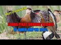 suara burung belibis pikat cocok buat nyanggong di jamin jernih