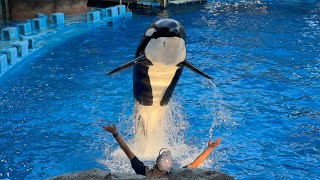 2024/08/07 シャチの公開トレーニング リン\u0026アース編 【17:30 の回】@名古屋港水族館