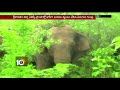 ap forest officers operation gajendra srikakulam story 10tv