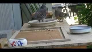 キジバト君 求愛成功？　Mr.Turty (male turtledove) and his girlfriend?