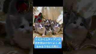 致死率99%FIP（猫伝染性腹膜炎）の猫。FIP治療の経過について後編。#shorts #cat